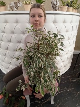 Фикус Бенджамина Лакия